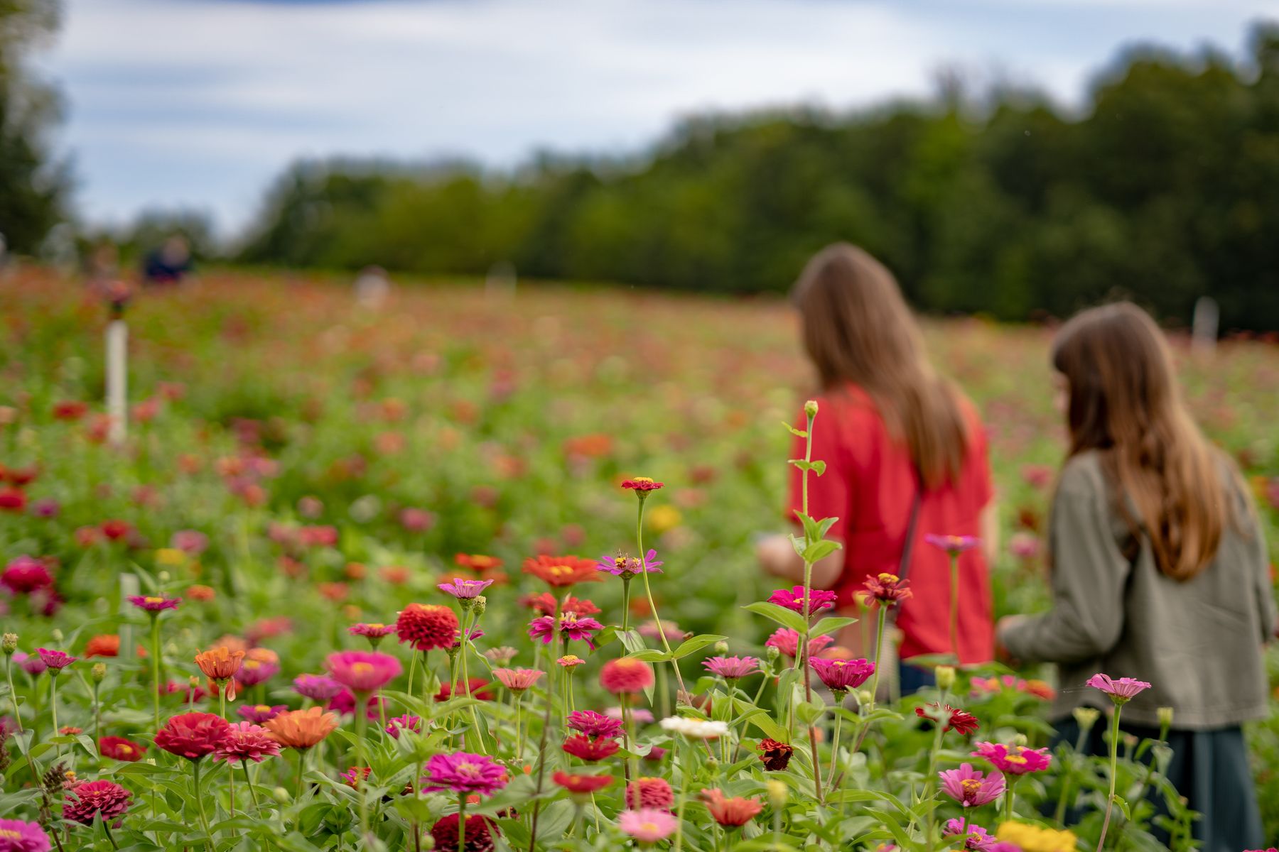 Two people exploring a colorful flower field beyond the foreground blooms