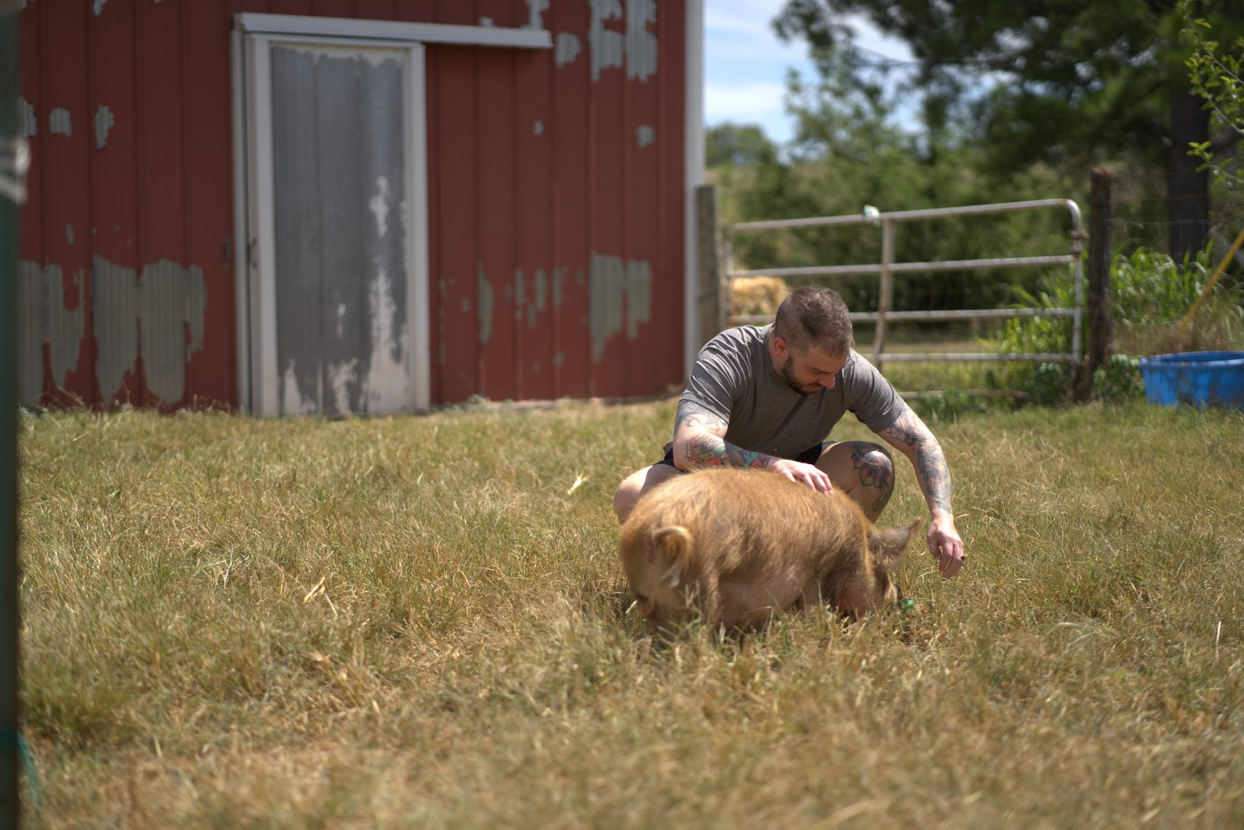 Tattooed man crouching to pet a brown pig in a grassy farmyard