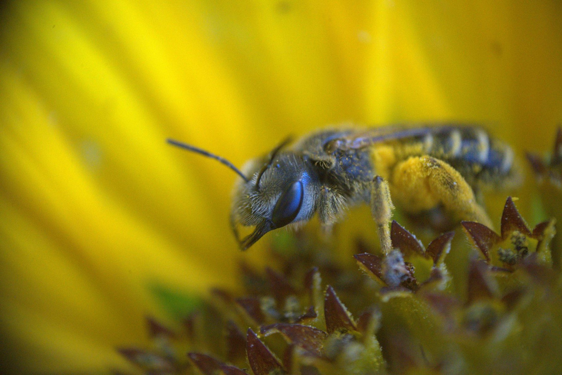 Close-up of a bee among reddish flower bracts
