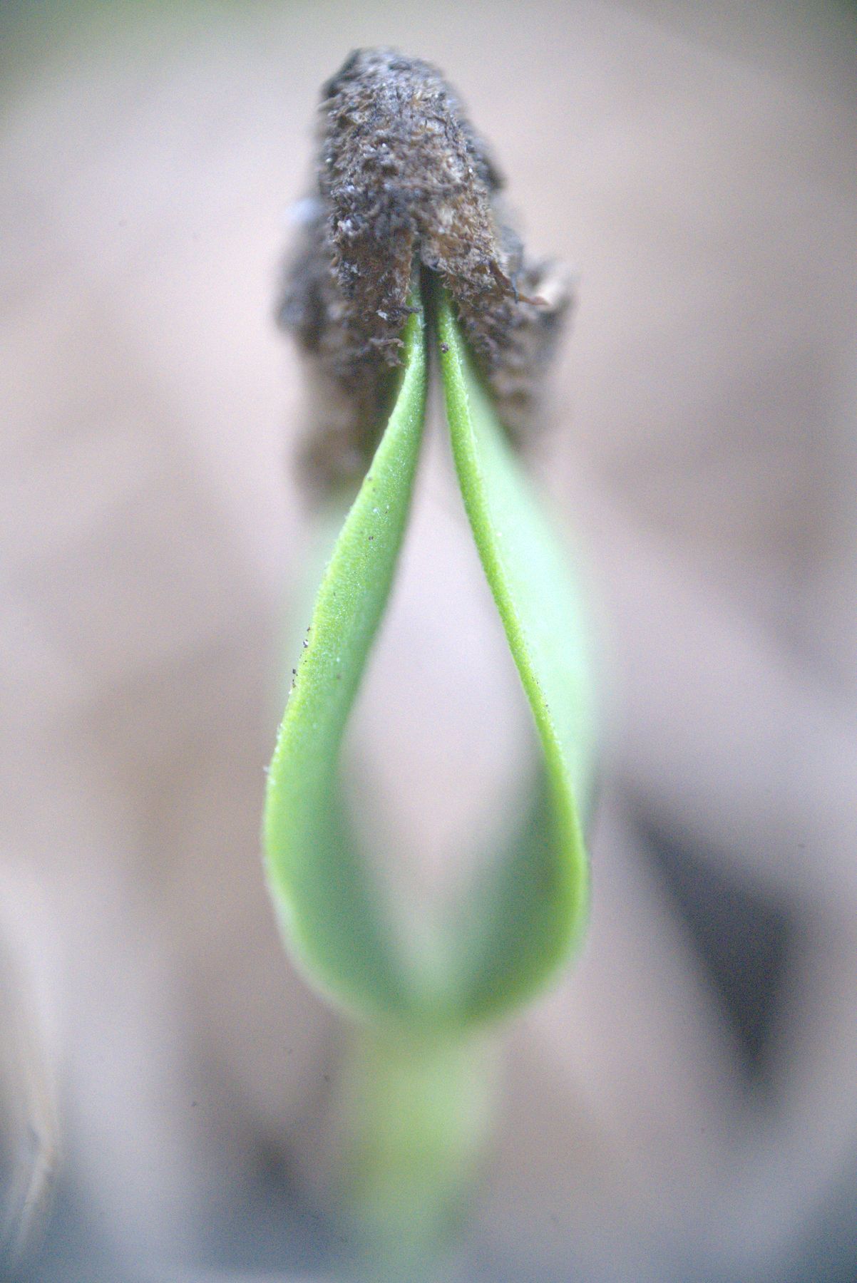Closed green flower bud on two slender stems