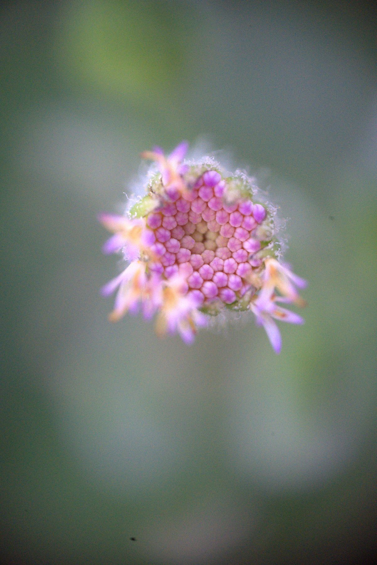 Purple flower cluster viewed from above