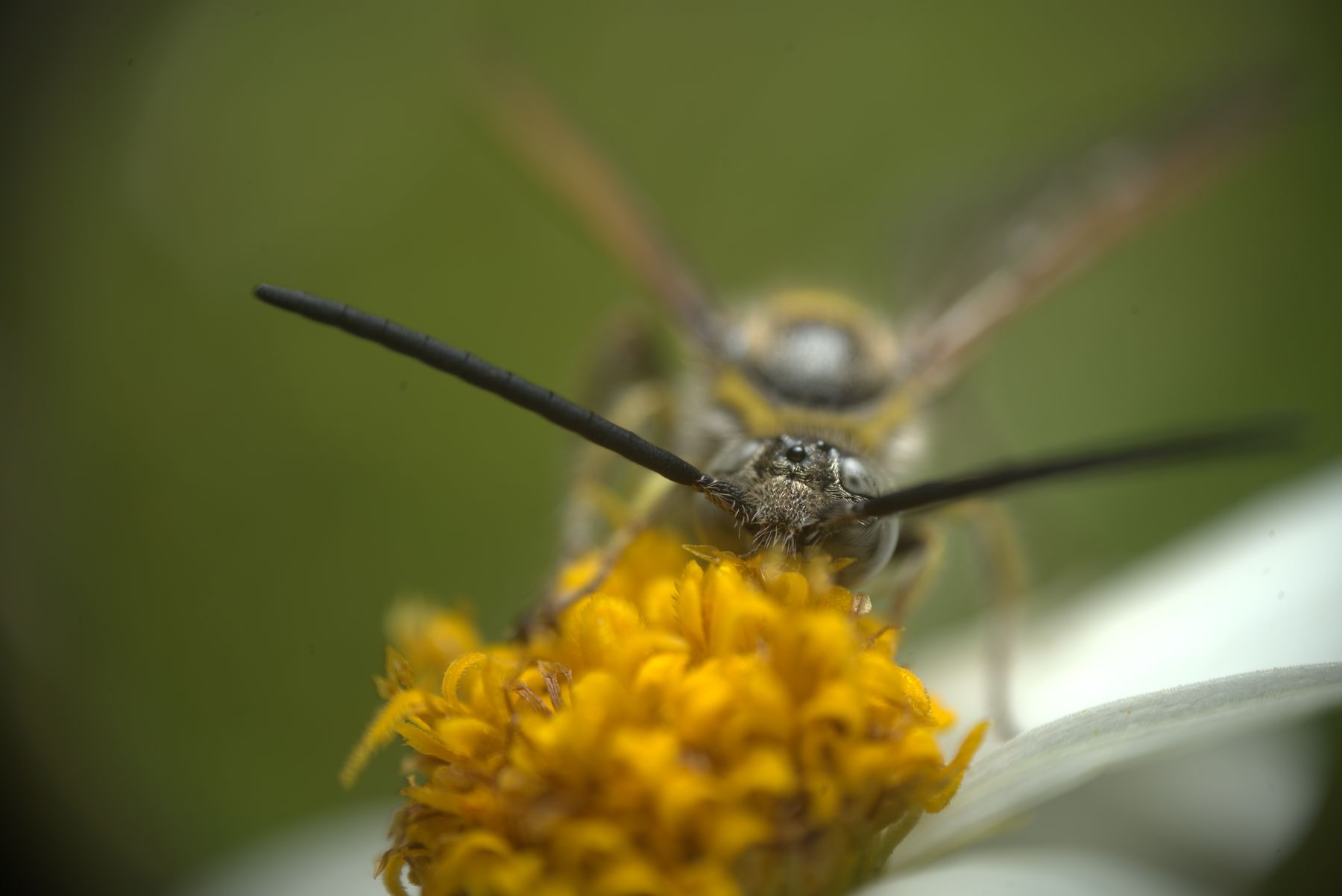 Butterfly face and antennae above a yellow flower