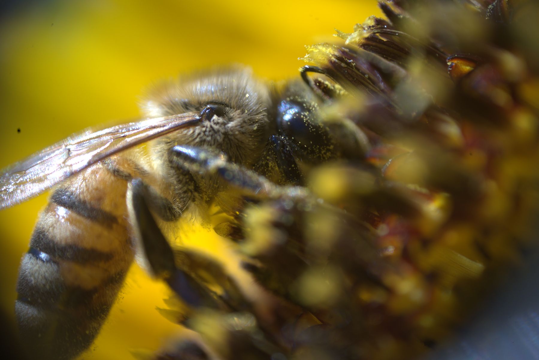 Hairy honeybee collecting pollen from a yellow flower