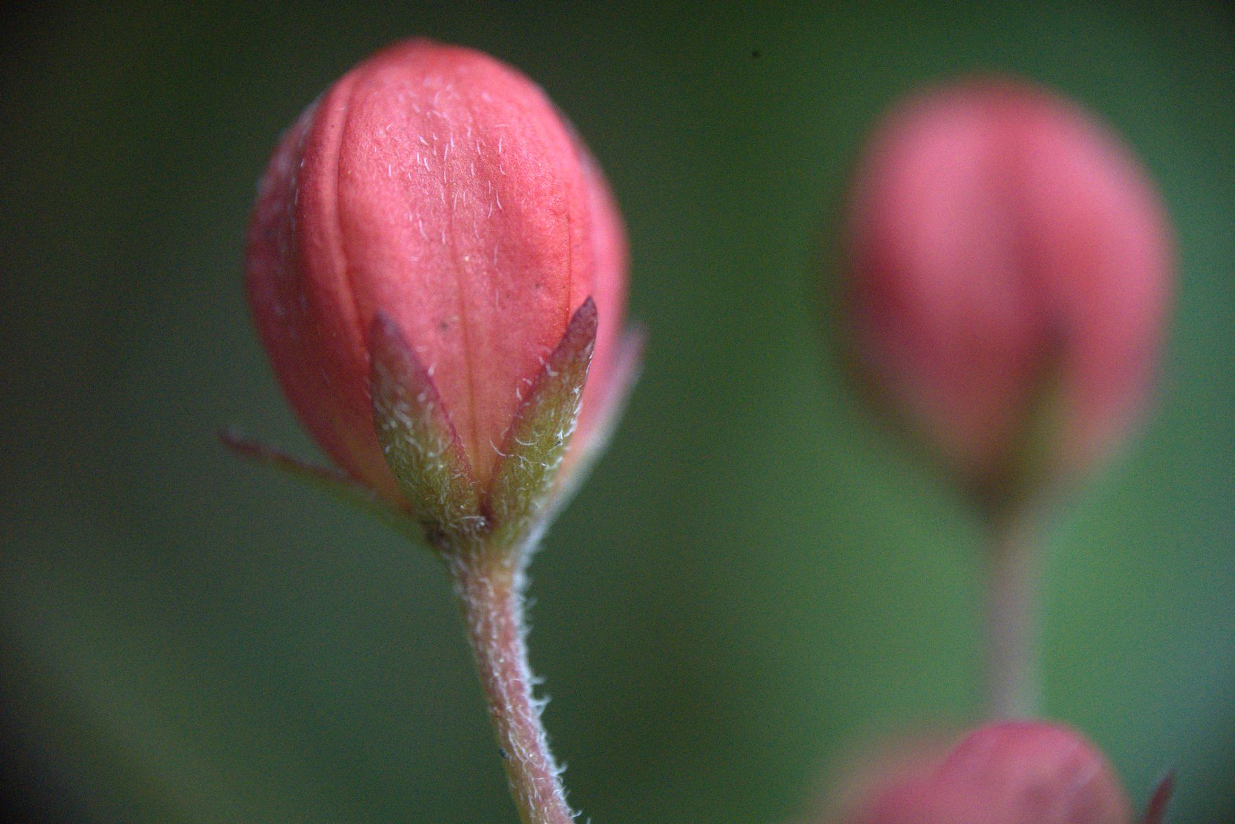 Red flower bud with unopened buds in the background