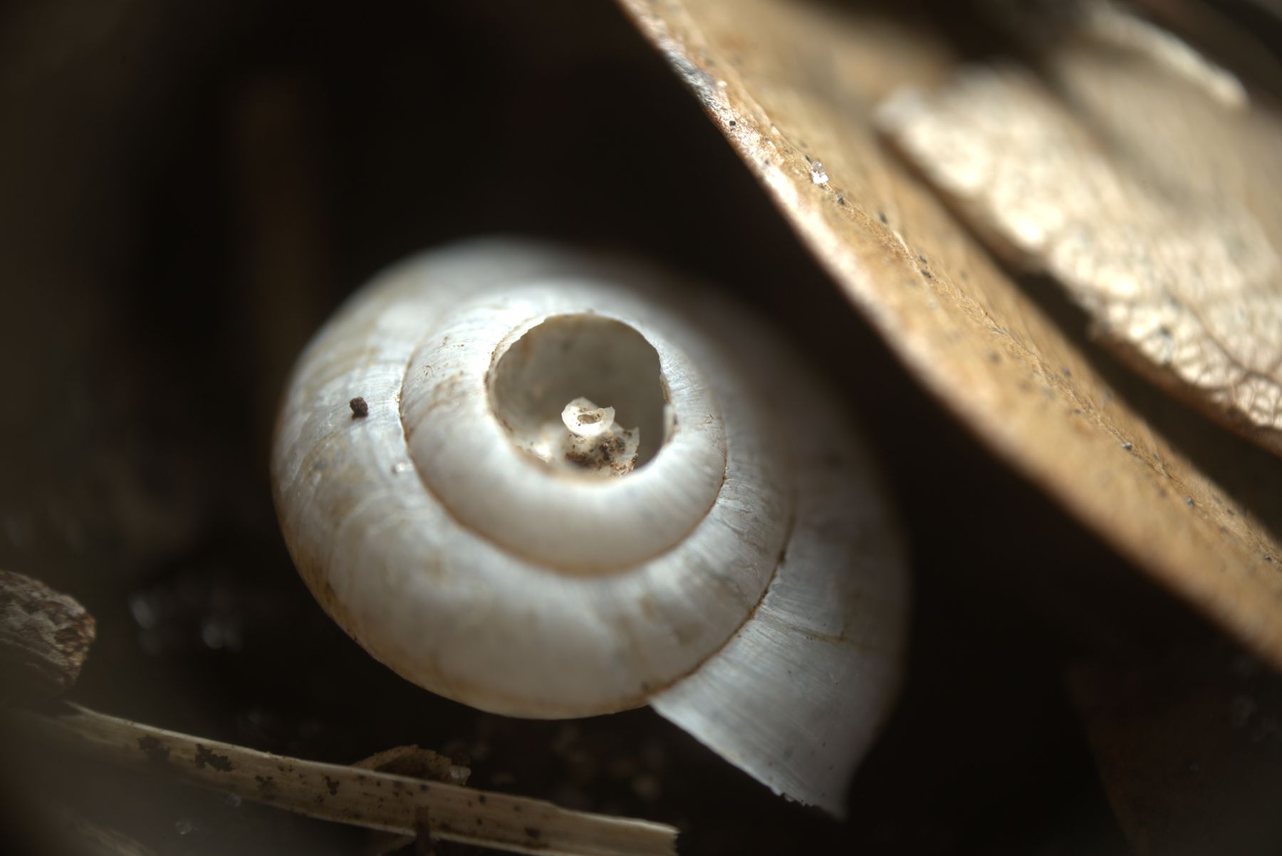 Small pale snail shell nestled among dry leaves