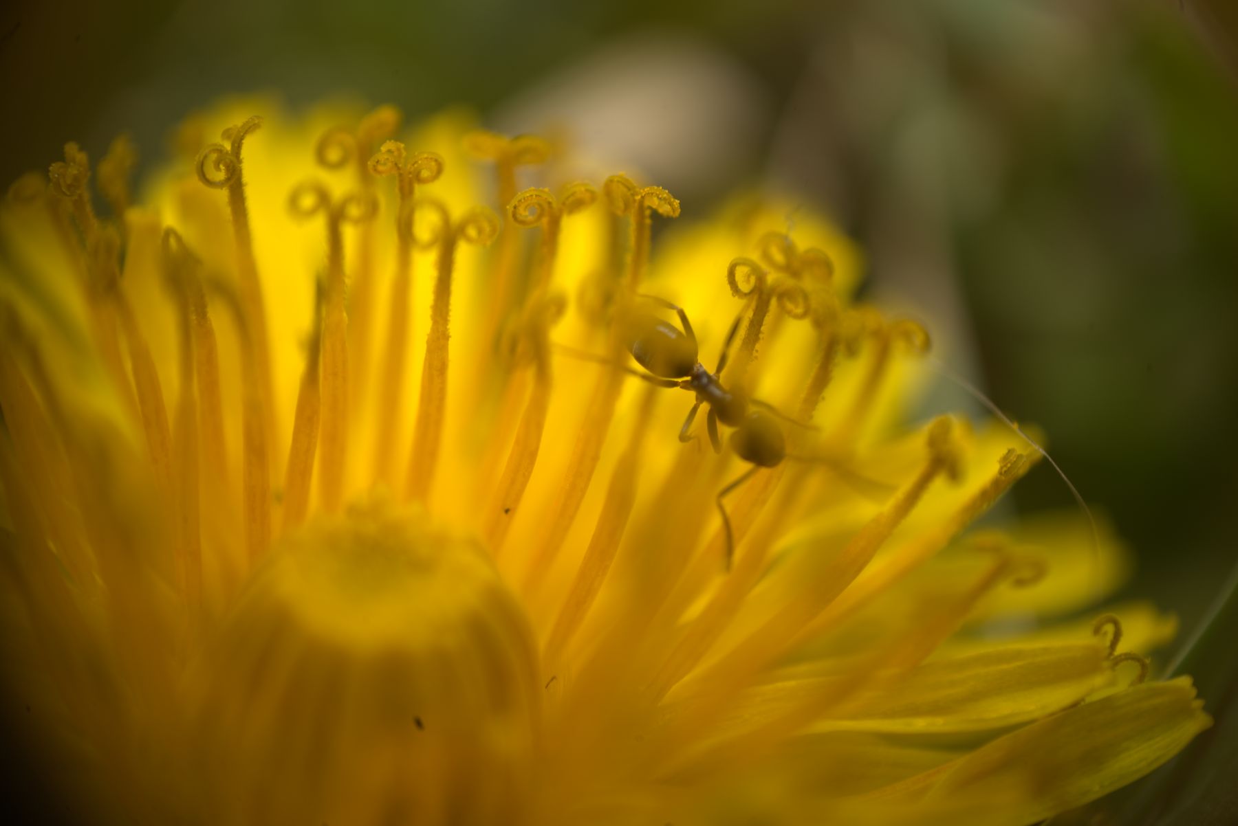 Small spider walking across the stamens of a yellow flower