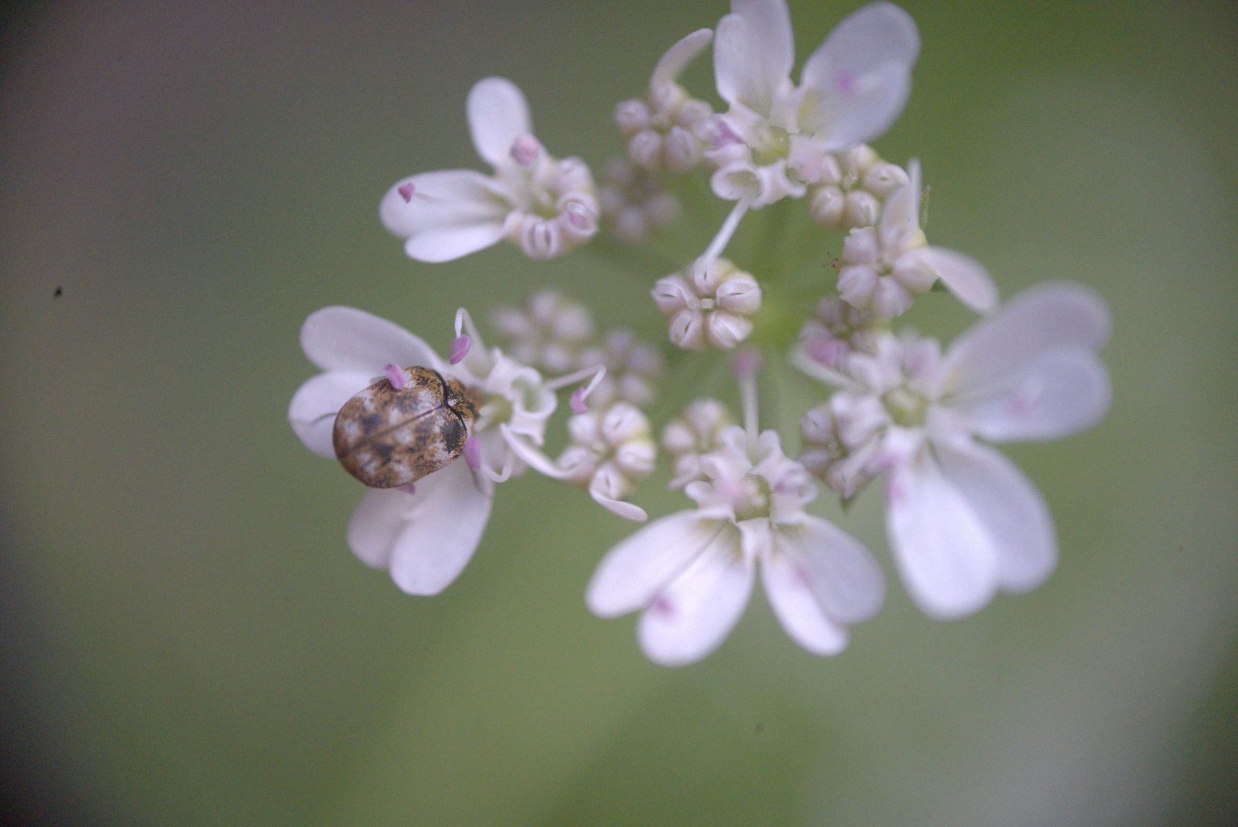 Small brown beetle on a cluster of white flowers