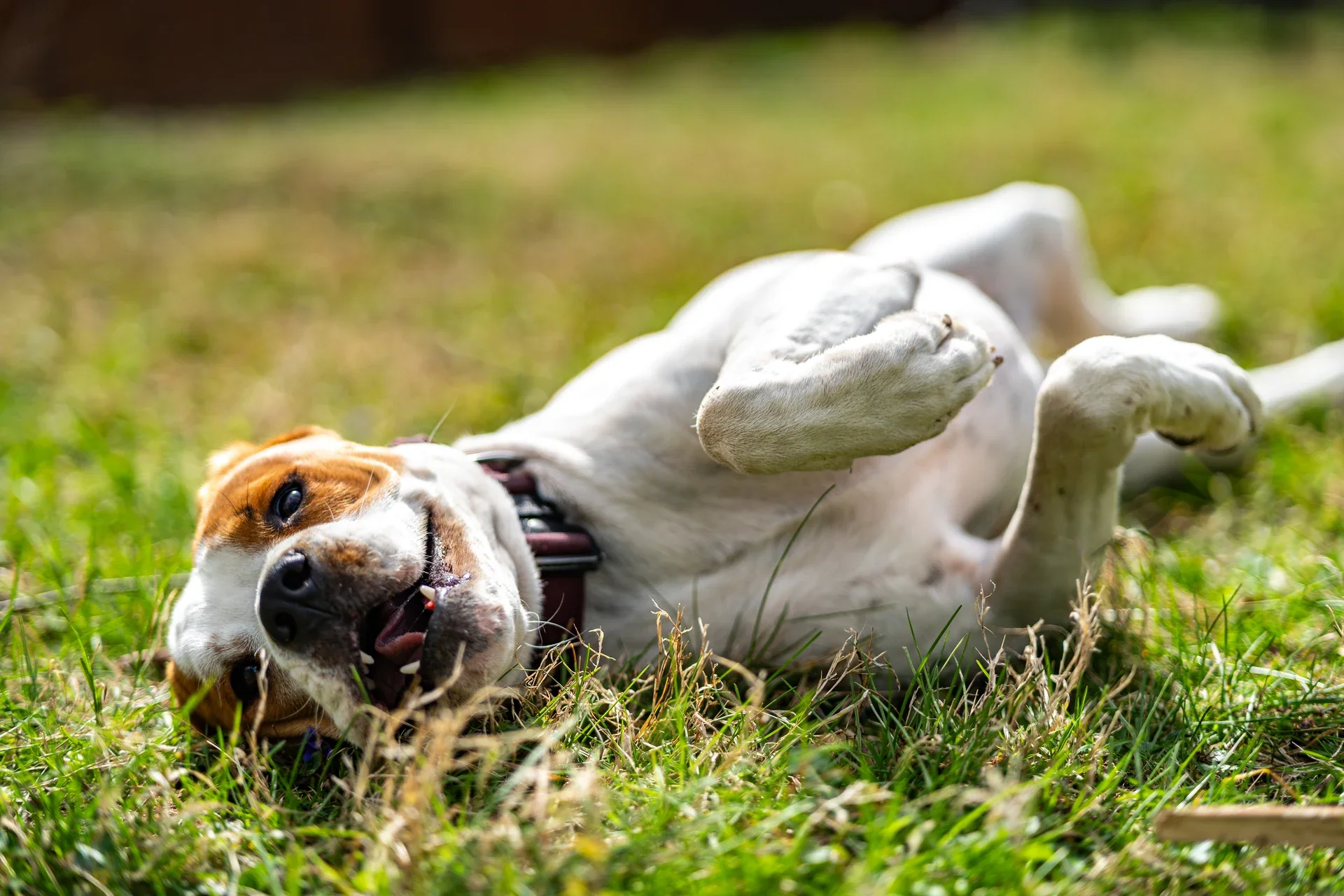 A brown-and-white dog lying on its back in sunlit grass