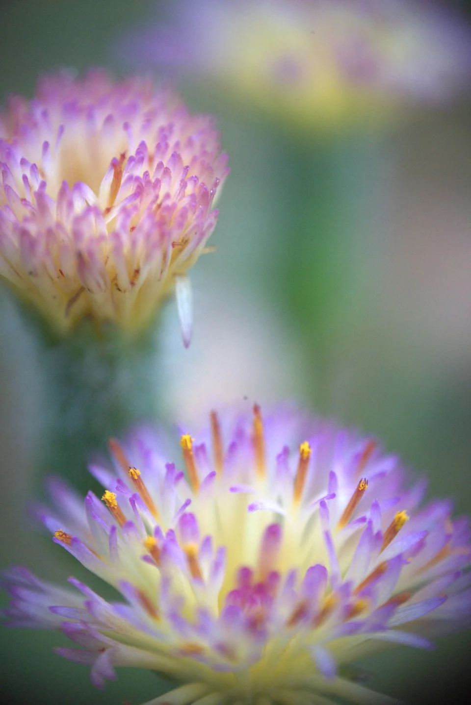 Close-up of purple-tipped flower petals and yellow stamens