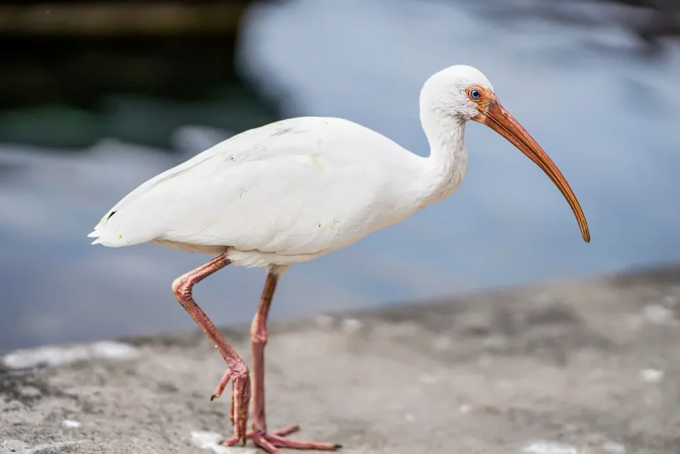 A white ibis with a long orange bill walking beside water