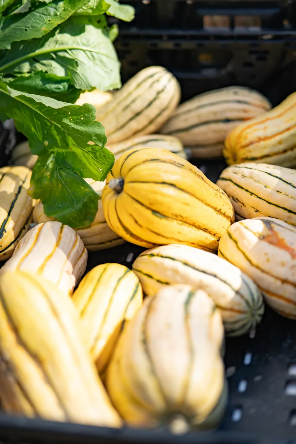 Striped yellow and green squash piled beneath leafy vegetables