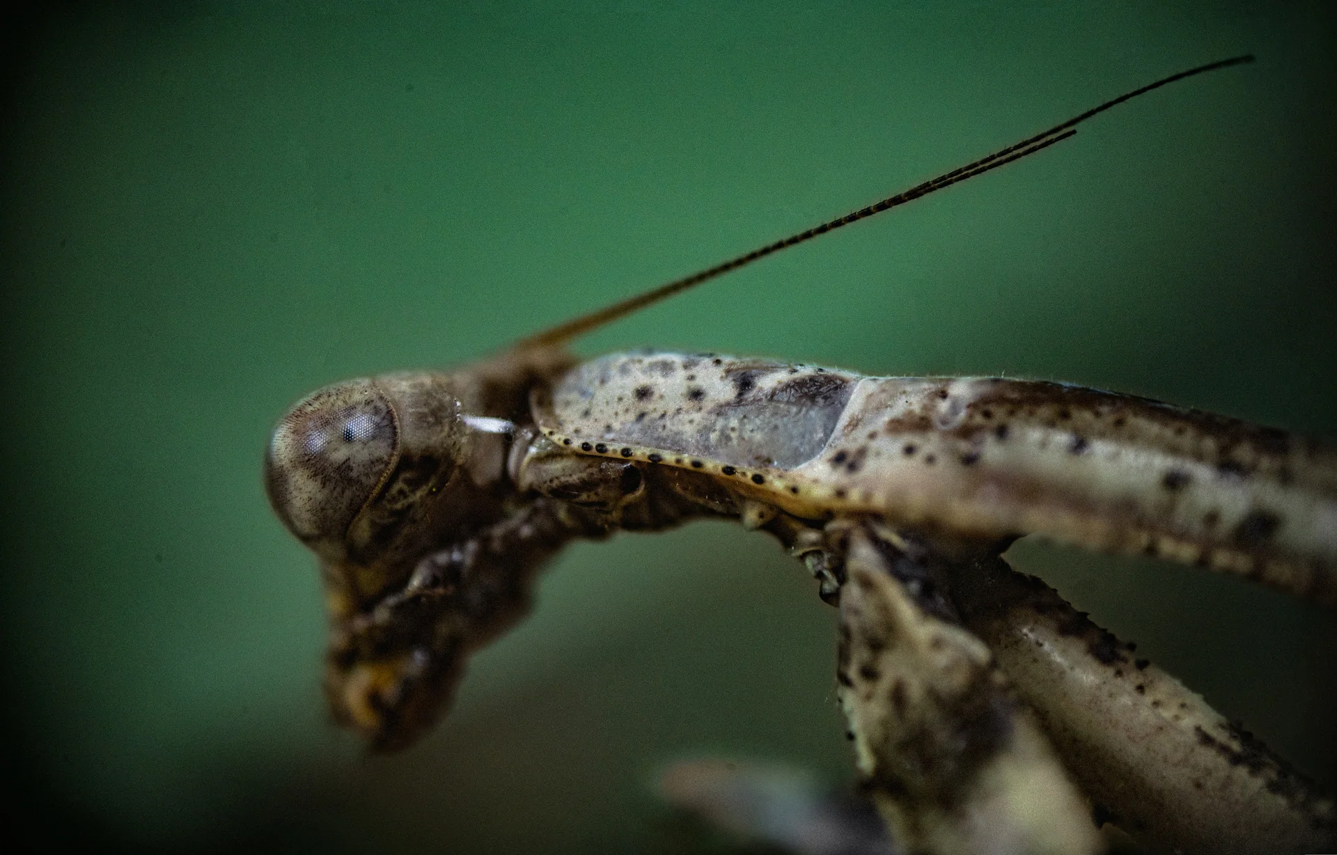 Mantis eye and speckled thorax with an antenna crossing a green background