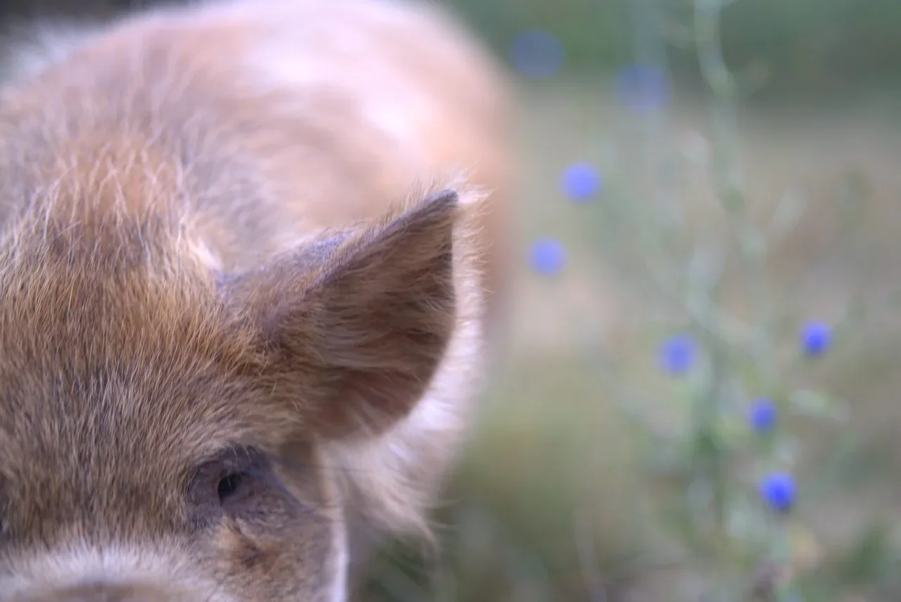 Close-up of a small pig with soft blue flowers in the background