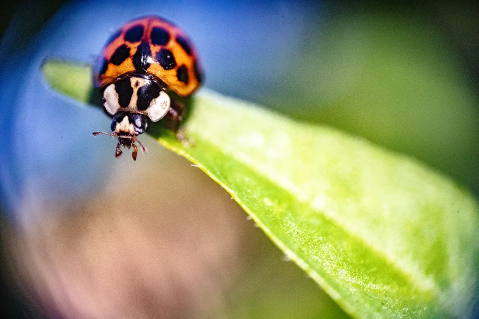 An orange and black ladybug standing on the pointed end of a green leaf