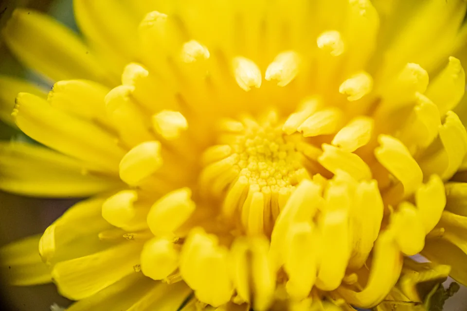 Extreme close-up of the layered yellow petals at the center of a flower