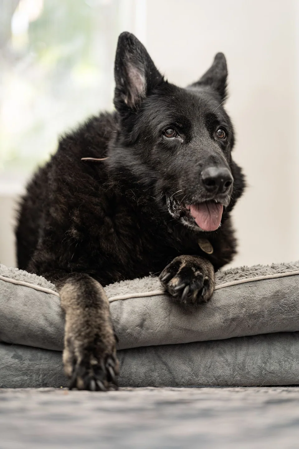 A dark-coated dog resting its front paws on a sofa