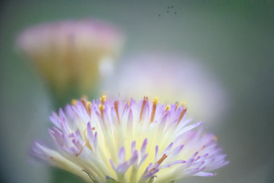 Pale lilac flower below softly blurred blooms on a green background