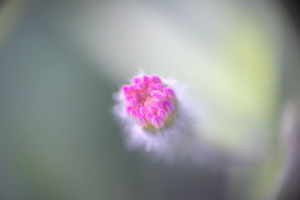 A small pink flower isolated against a softly blurred green background
