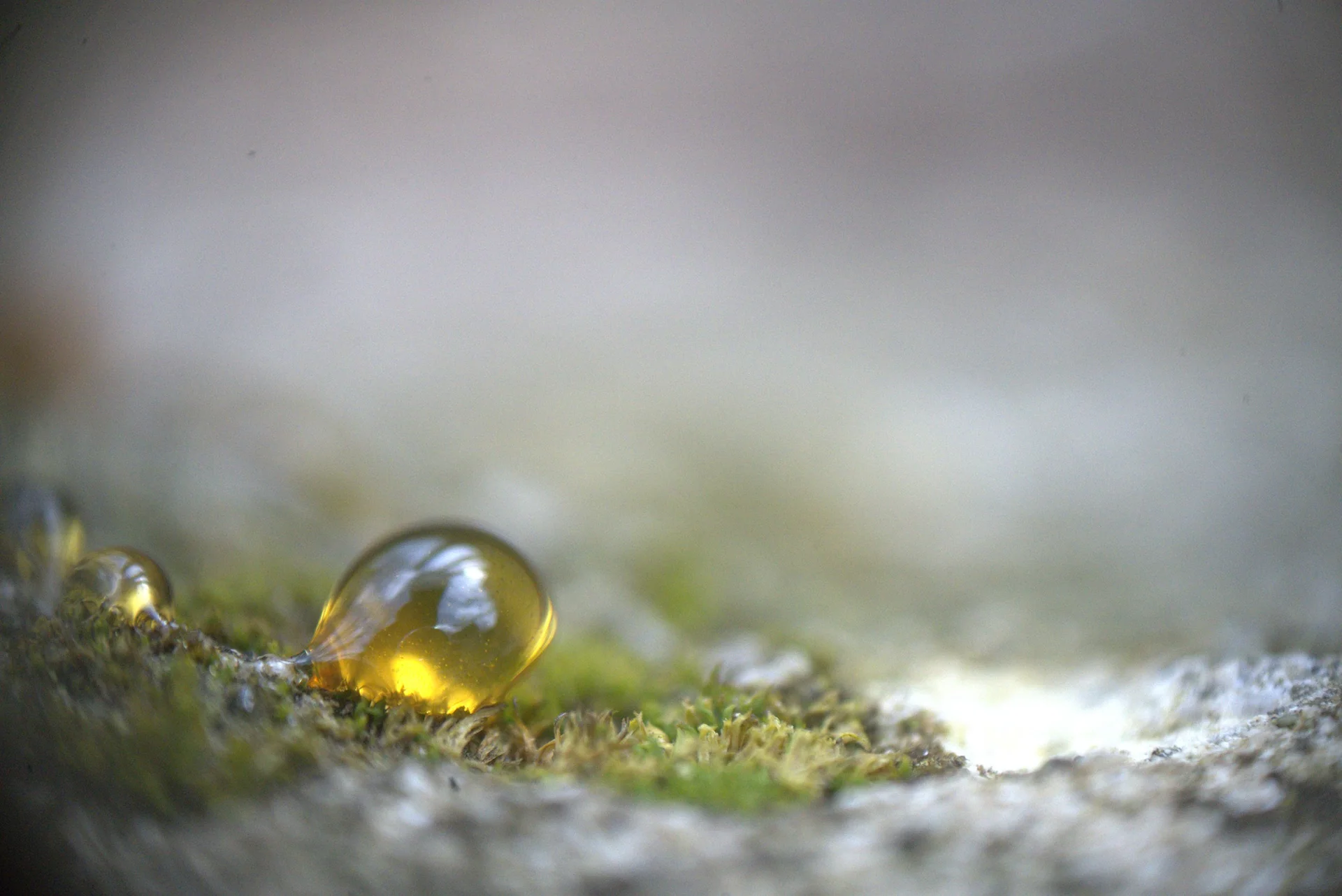 Amber-colored water droplet resting on moss at extreme magnification